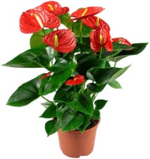 Anthurium Adreanum Ø17cm