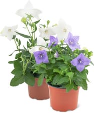 Platycodon 12cm