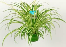 Chlorophytum Ø14cm