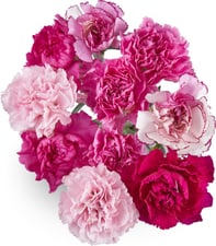 Oeillet 10pc