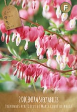 Dicentras Spectabilis, 3 bâtonnets