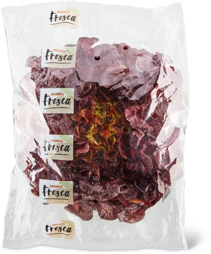 Foglia quercia rossa