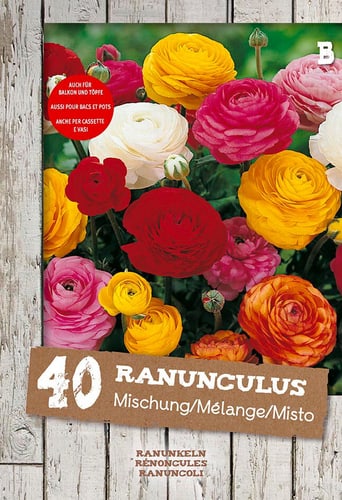 Renoncule Mélange, 40 bulbes à fleurs Bulbes à fleurs - acheter chez Do it  + Garden Migros