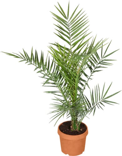 Phoenix Palme Phoenix canariensis Ø17cm Palme kaufen bei Do it