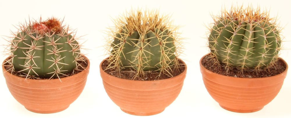 Cactus Ø16 Cactus 300197700000 N. figura 1