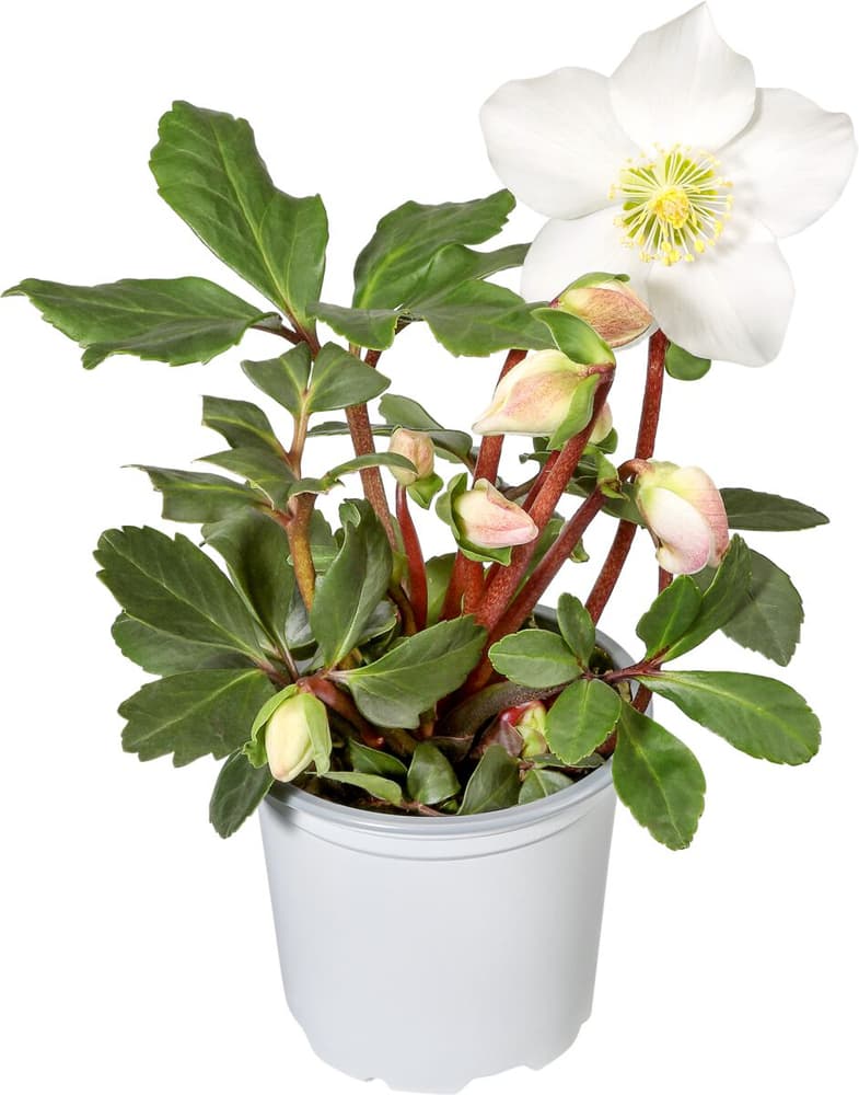 Helleborus Ø9cm Pianta da fiore 308239500000 N. figura 1