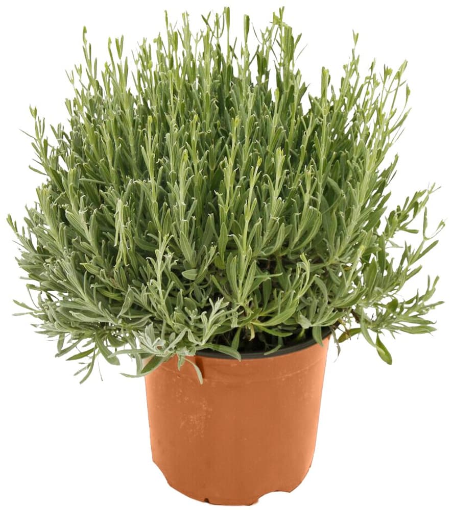 Lavanda angusifolia Lavandula angustifolia Ø18cm Pianta d'erba aromatica 307017500000 N. figura 1