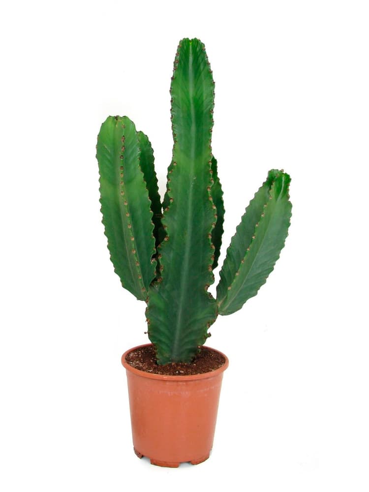 Euphorbia Ingens canarias 304055900000 N. figura 1