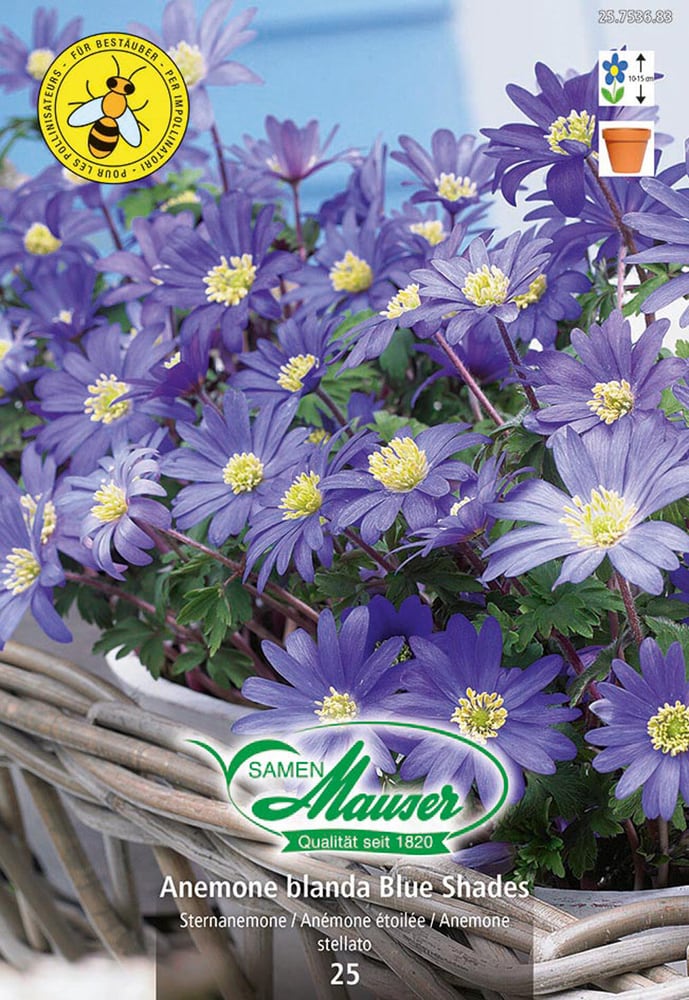 Anemonen Blue Shades Blumenzwiebeln Samen Mauser 650296700000 Bild Nr. 1