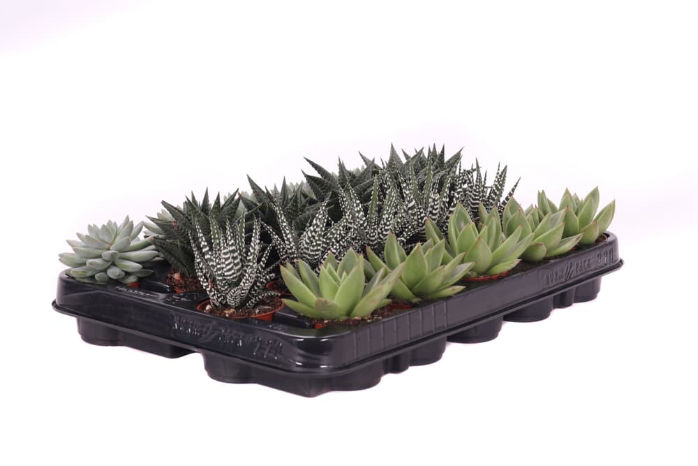 Mix von Arten Ø6 Pianta succulente 300377200000 N. figura 1