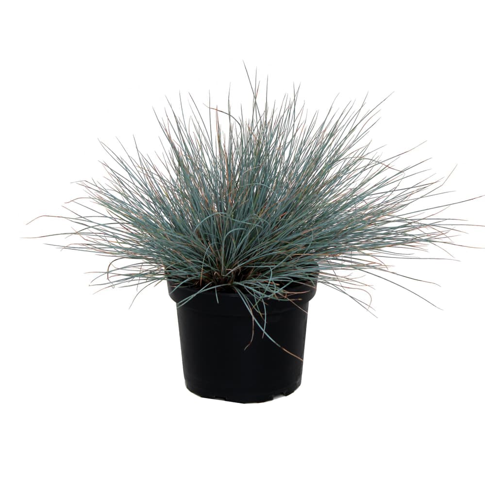 Schwingel Festuca Glauca Ø19cm Ziergras 308266100000 Bild Nr. 1