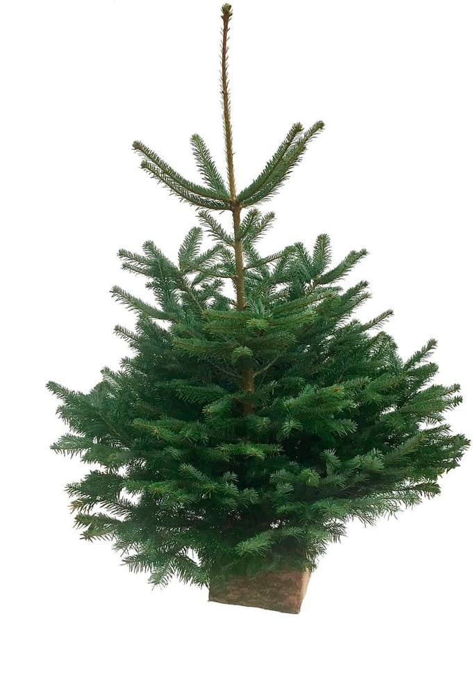 Nordmanntanne 130-160cm Weihnachtsbaum 308901300000 Bild Nr. 1