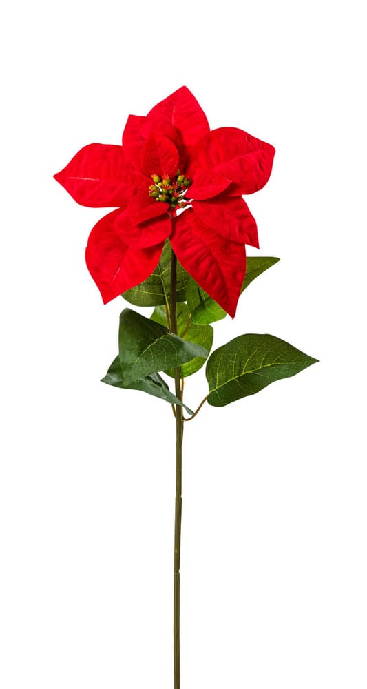 Poinsettia in velluto Fiori artificiali Do it + Garden 656869600000 N. figura 1