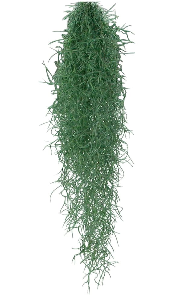 Tillandsia Pianta succulente 300283700000 N. figura 1