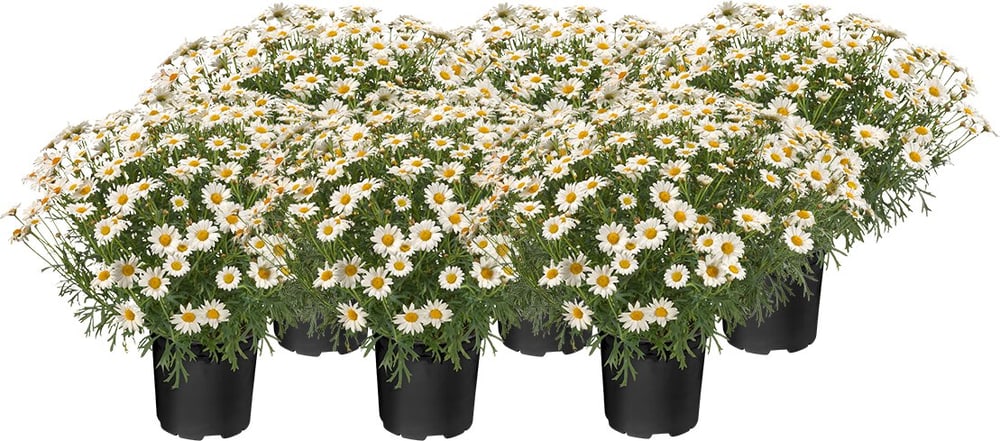 Margherite Argyranthemum frutescens (set da 6) Ø14cm Fiore primaverile 650182600000 N. figura 1