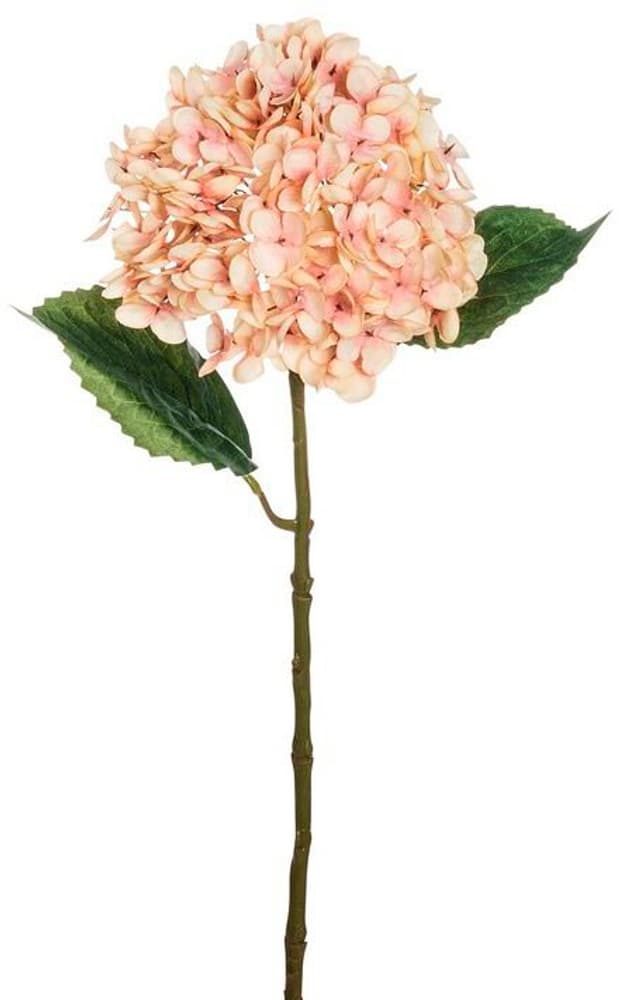 Hortensia Fleur artificielle Do it + Garden 656868500000 Couleur Crème Dimensions L: 55.0 cm Photo no. 1