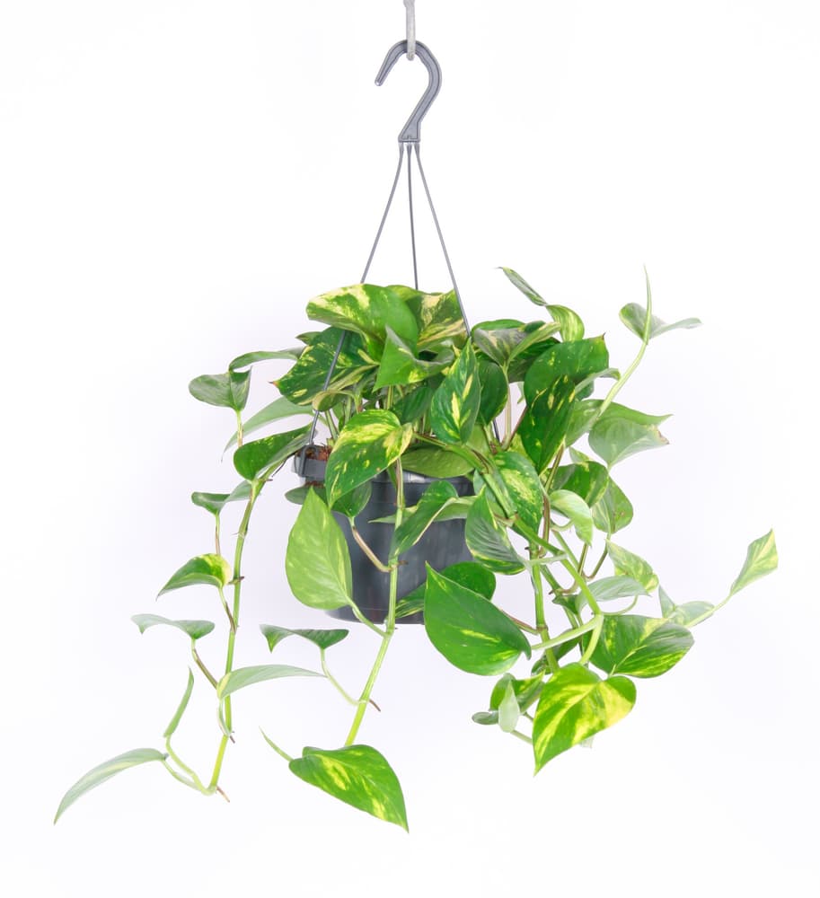 Scindapsus Ø17cm Pianta verde Scindapsus Ø17cm Pianta verde 300372900000 N. figura 1