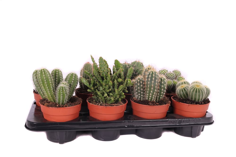 Cactus Ø12 Cactus 300378200000 N. figura 1