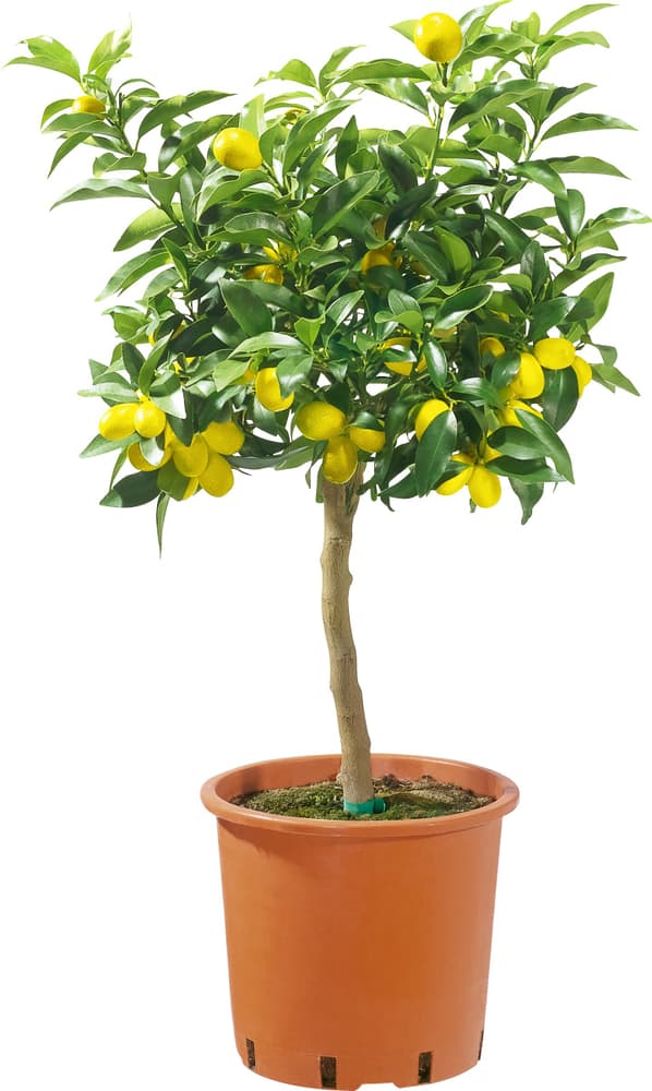 Zitronen Stämmli Citrus limon Ø18cm Zitruspflanze 304000700000 Bild Nr. 1