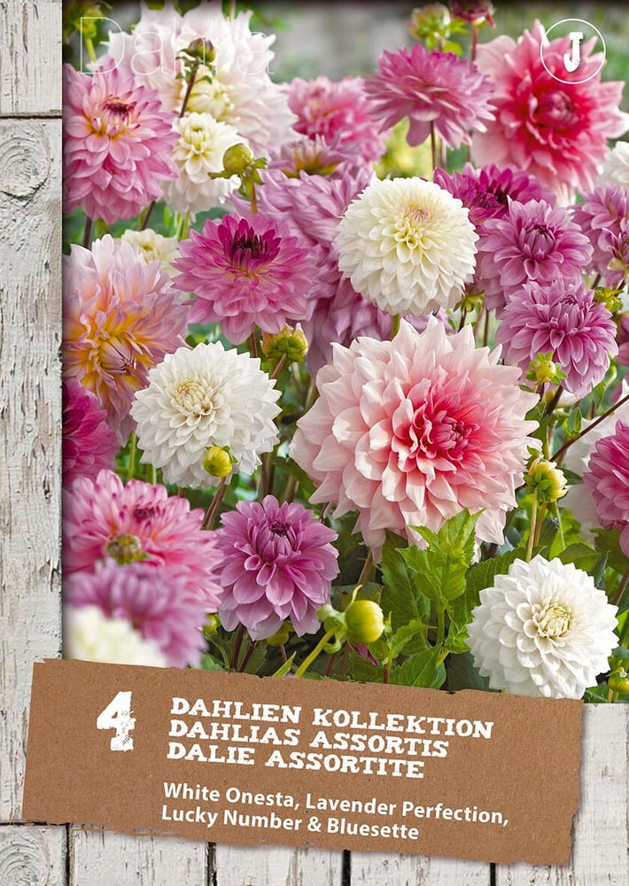 Dalia Mescolare, 4 pezzi Bulbi da fiore 650202202000 Colore DAHLIEN 2 X 4 SORT. N. figura 1