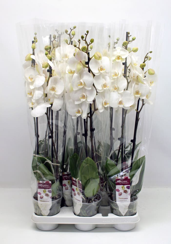 Orchidea Phalaenopsis bianca (set da 4) Ø 12 cm Orchidea 650367900000 N. figura 1