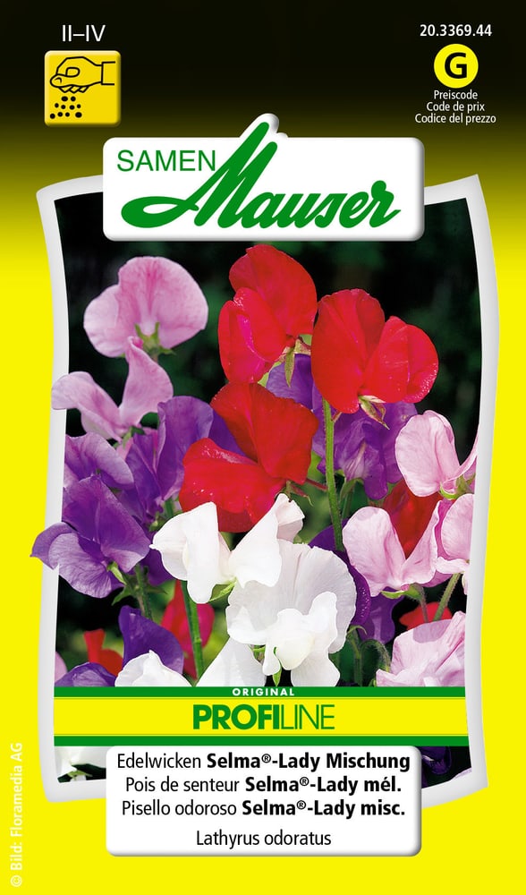 Pisello odoroso Selma®-Lady miscuglio Sementi di fiori Samen Mauser 650104603000 Contenuto 3 g (ca. 40 piante o 4 - 5 m²) N. figura 1