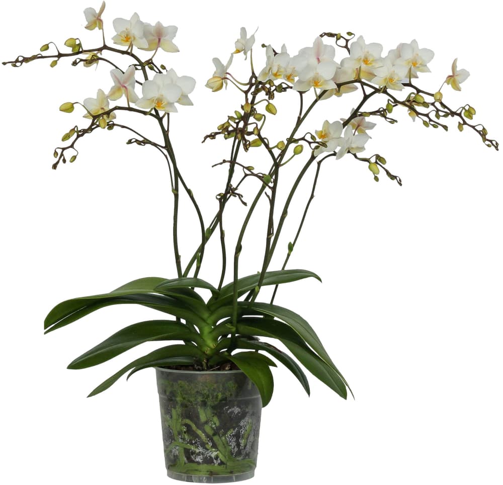 Phalaenopsis Blühpflanze Phalaenopsis Blühpflanze 300422100000 N. figura 1
