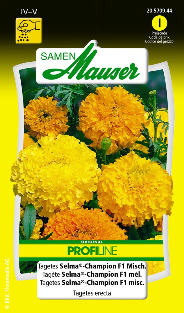 Tagète Selma®-Champion F1 mél. Semences de fleurs Samen Mauser 650107503000 Contenu 0.5 g (env. 80 plantes ou 4 - 5 m²) Photo no. 1