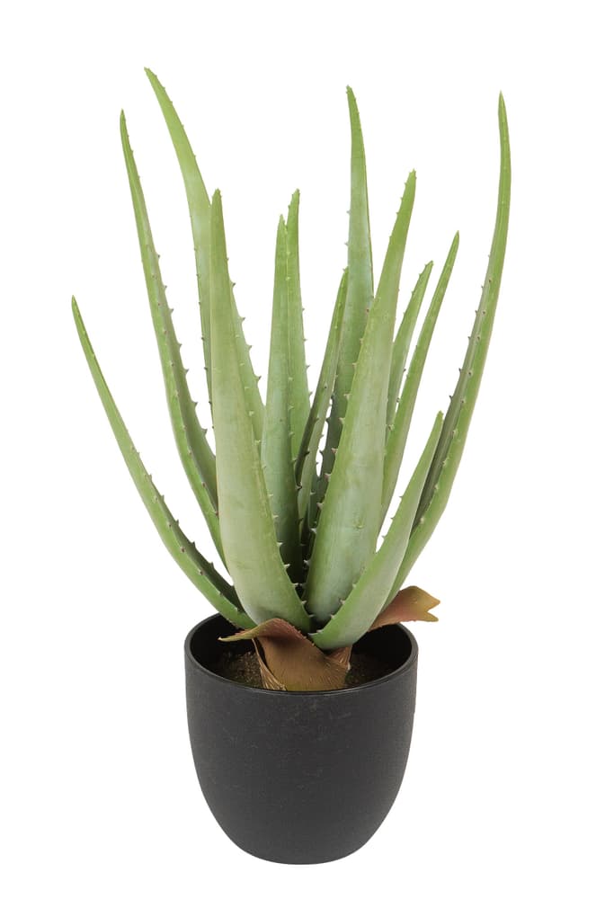 Aloe Pianta artificiale 656813200000 N. figura 1