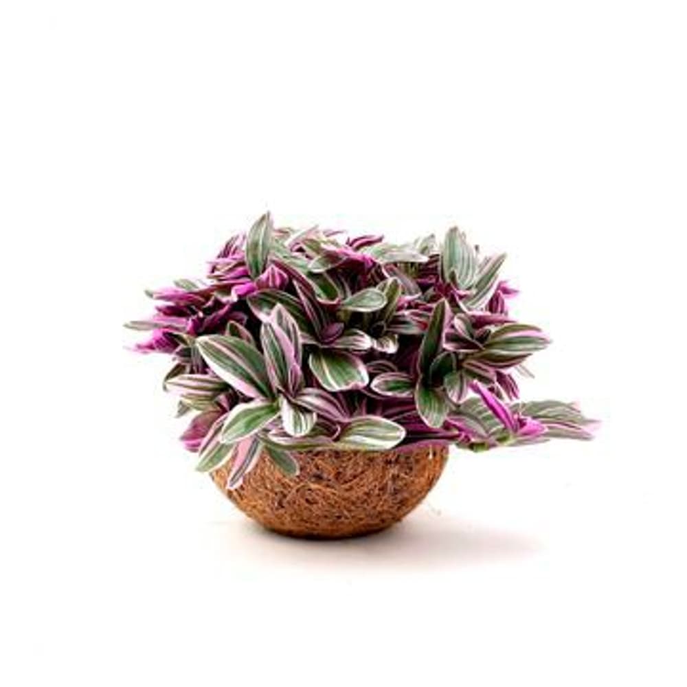 Kokodama Tradescantia albiflora  (4er Set) Ø15cm Grünpflanze 650618900000 Bild Nr. 1