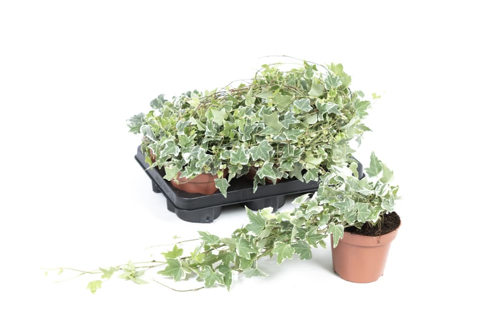 Hedera helix weiss-bunt (6er Set) Ø13cm Grünpflanze - kaufen bei Do it ...