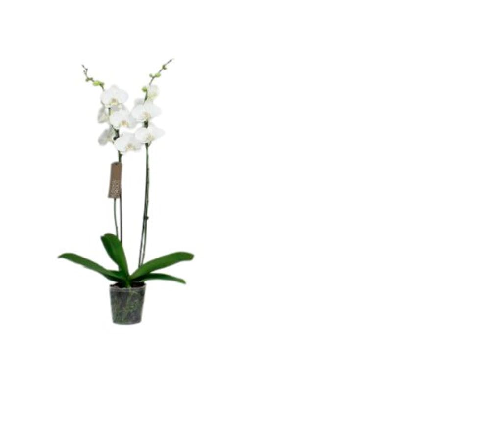 Phalaenopsis nova Ø12cm Orchidee 300305001000 Bild Nr. 1