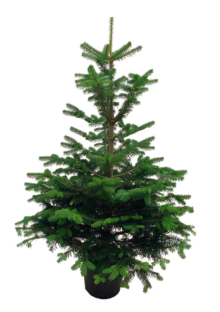 Albero di Natale in vaso 100-120cm Albero di Natale 650363600000 N. figura 1