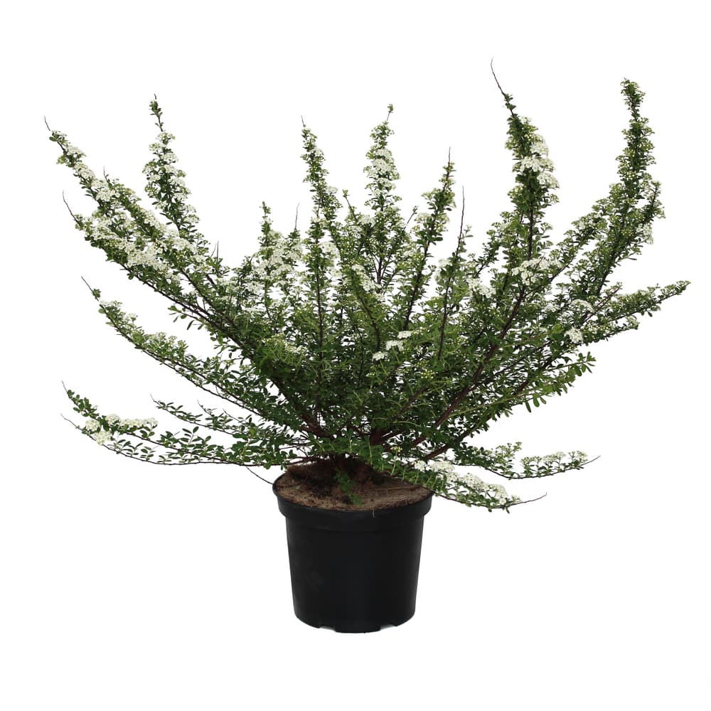 Spirea Spiraea Vanhouttei 5l Arbusto ornamentale 650342200000 N. figura 1