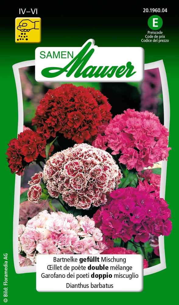 Bartnelke gefüllt Mischung Blumensamen Samen Mauser 650103103000 Inhalt 0.5 g (ca. 50 Pflanzen oder 3 - 4 m² ) Bild Nr. 1
