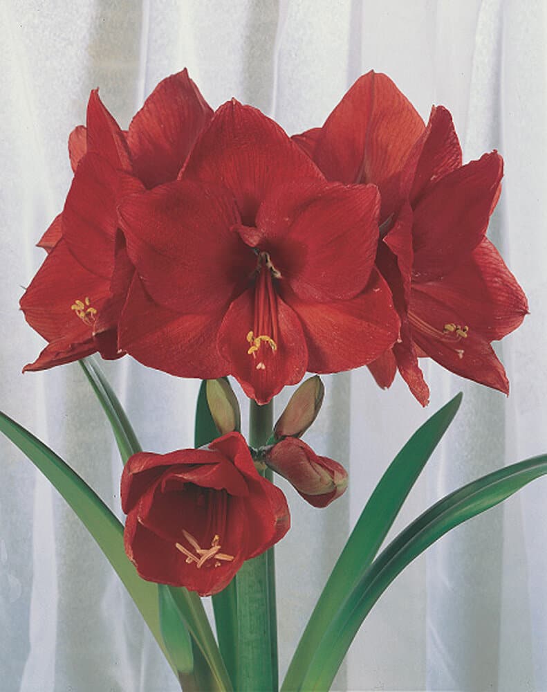 Scharlach 1 Amaryllis Samen Mauser 650265100000 Bild Nr. 1