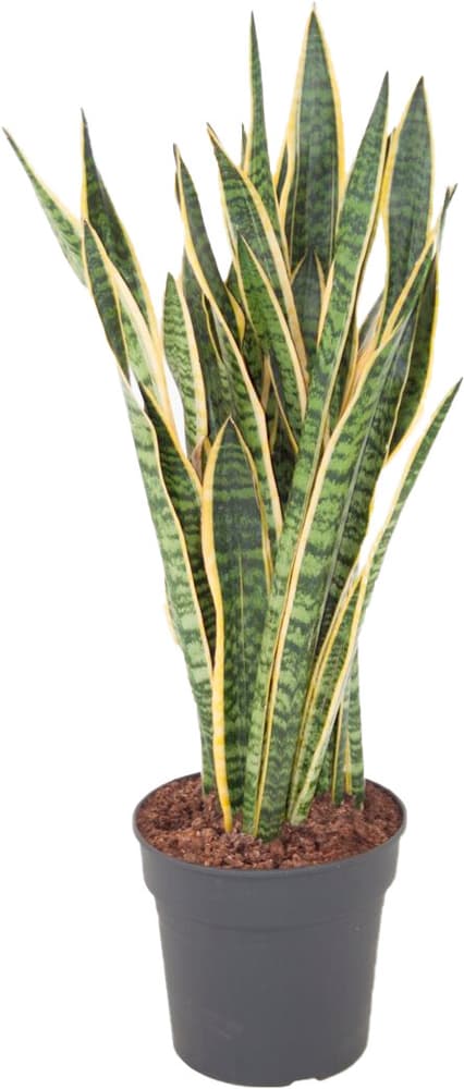 Sansevieria Laurentii Ø27cm Pianta verde 650334000000 N. figura 1