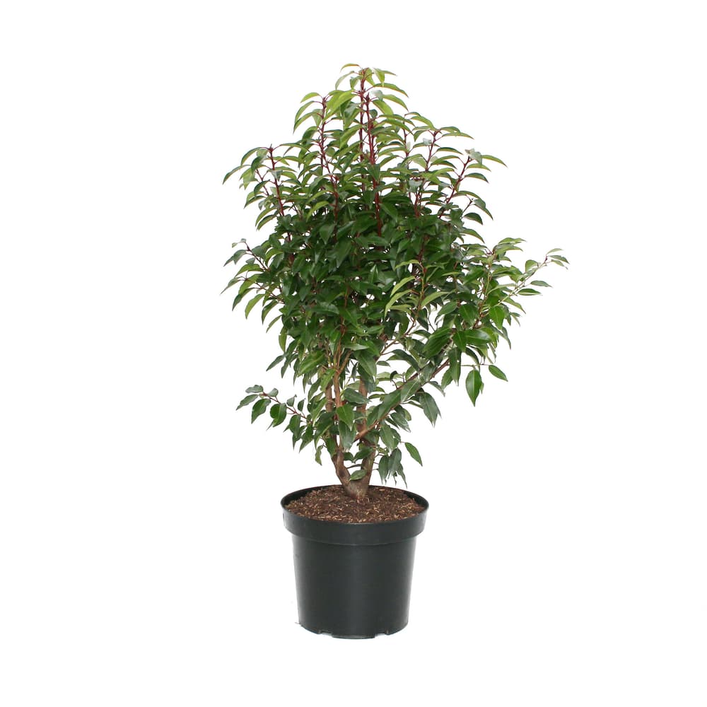 Portugiesischer Lorbeer Prunus Angustifolia 7l Heckenpflanze kaufen