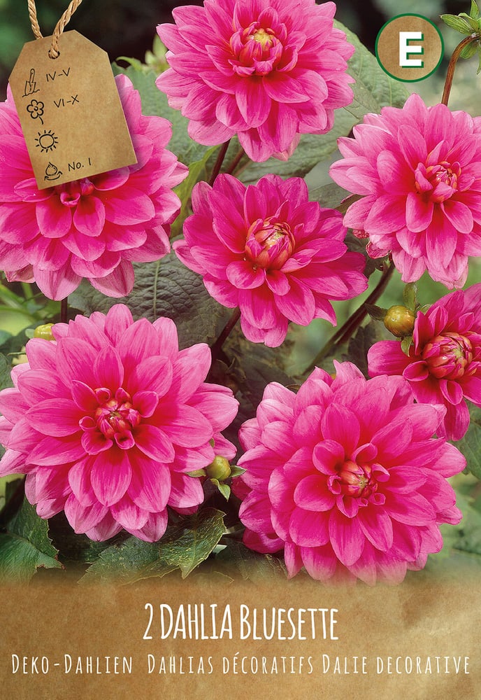 Dalia Bluesette, 3 pezzi Bulbi da fiore 650201112000 Colore BLUESETTE I N. figura 1
