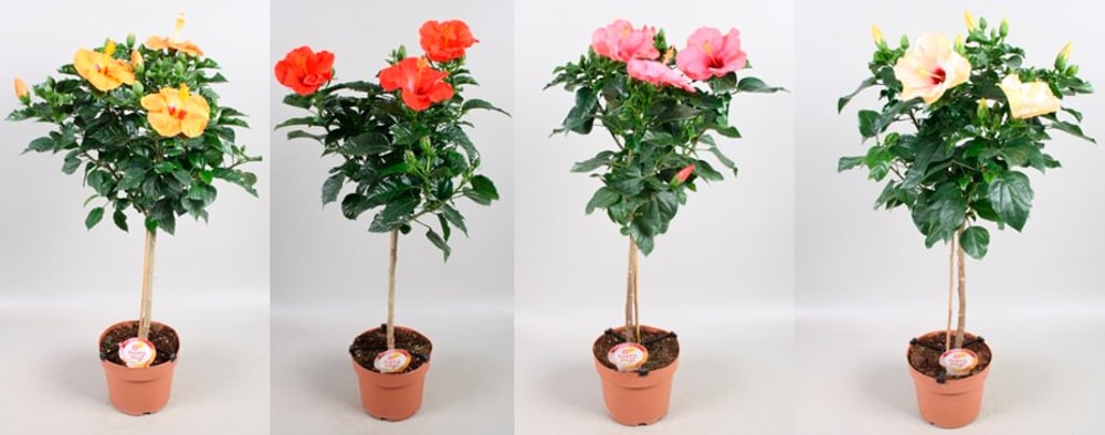 Guimauve chinoise à la rose Hibiscus rosa-sinensis Ø17cm Plante à fleurs méditerranéenne 304044100000 Photo no. 1