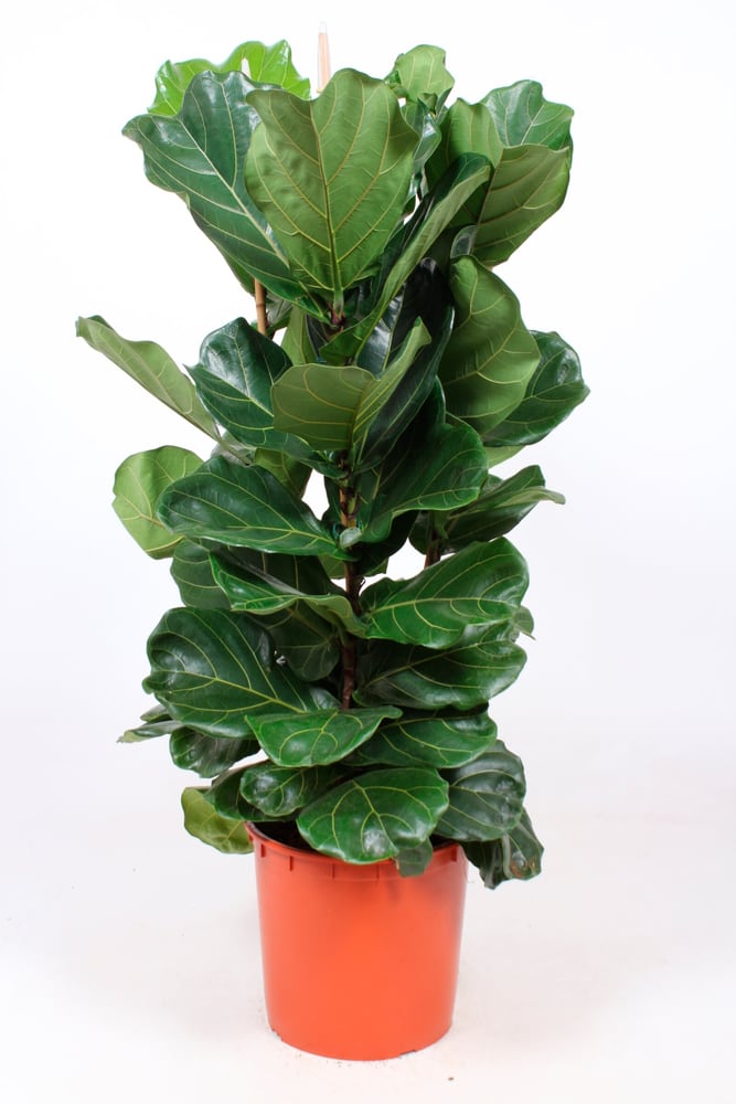 Ficus Lyrata Ø35cm Pianta verde Ficus Lyrata Ø35cm Pianta verde 300348200000 N. figura 1