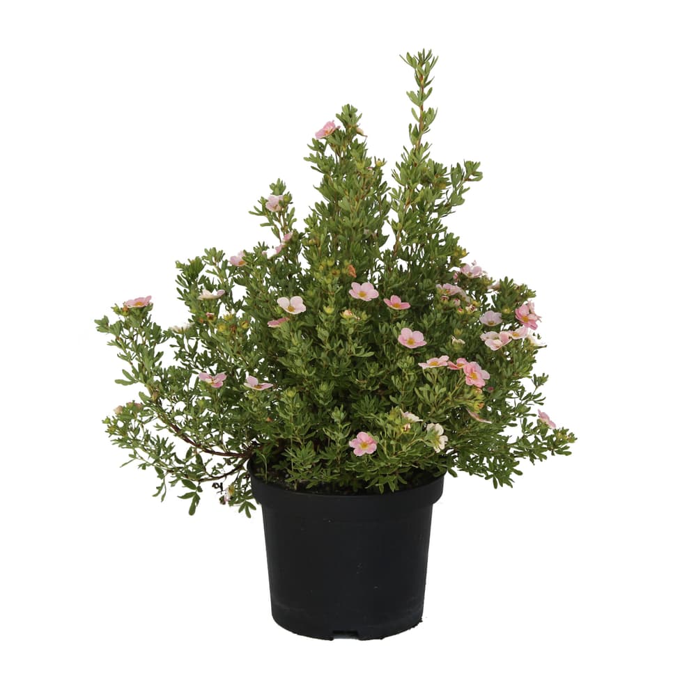 Arbusto delle dita Potentilla Lovely Pink 3.5l Arbusto ornamentale 650342100000 N. figura 1