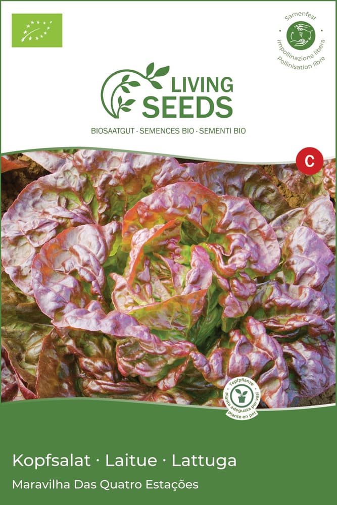 Kopfsalat Gemüsesamen Living Seeds 650273800000 Bild Nr. 1