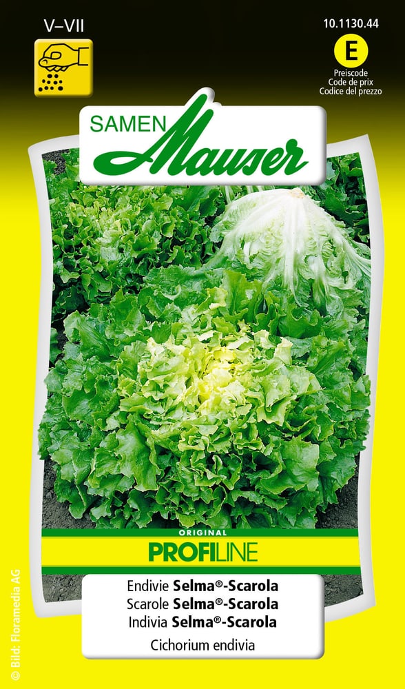 Scarole Selma®-Scarola Semences de legumes Samen Mauser 650110104000 Contenu 1 g (env. 250 plantes ou 8 - 20 m²) Photo no. 1