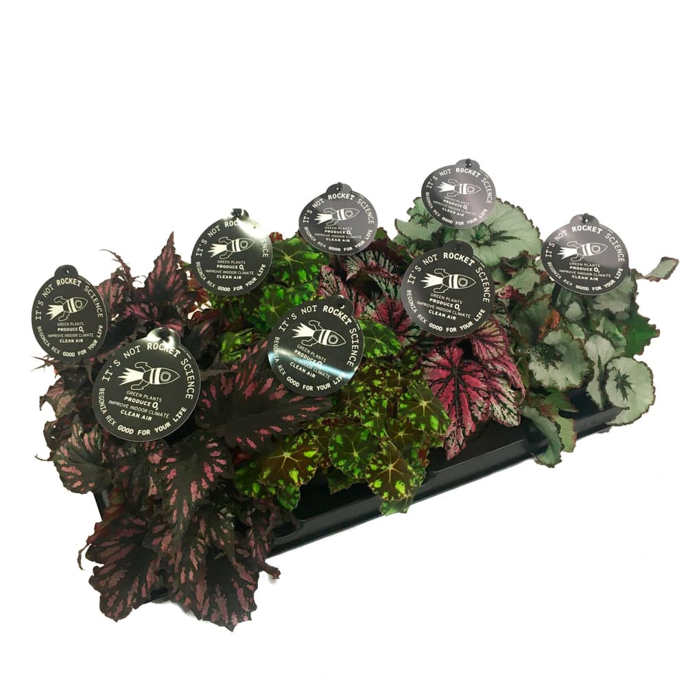 Begonia Ø13 cm Plante verte Begonia Ø13 cm Plante verte 300356400000 Photo no. 1