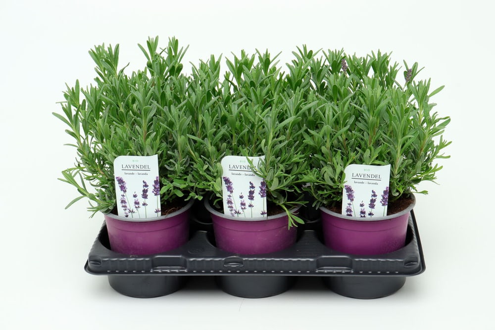 Bio Lavendel Lavandula angustifolia (6er Set) im Übertopf Ø13cm Kräuterpflanze 650609300000 Bild Nr. 1