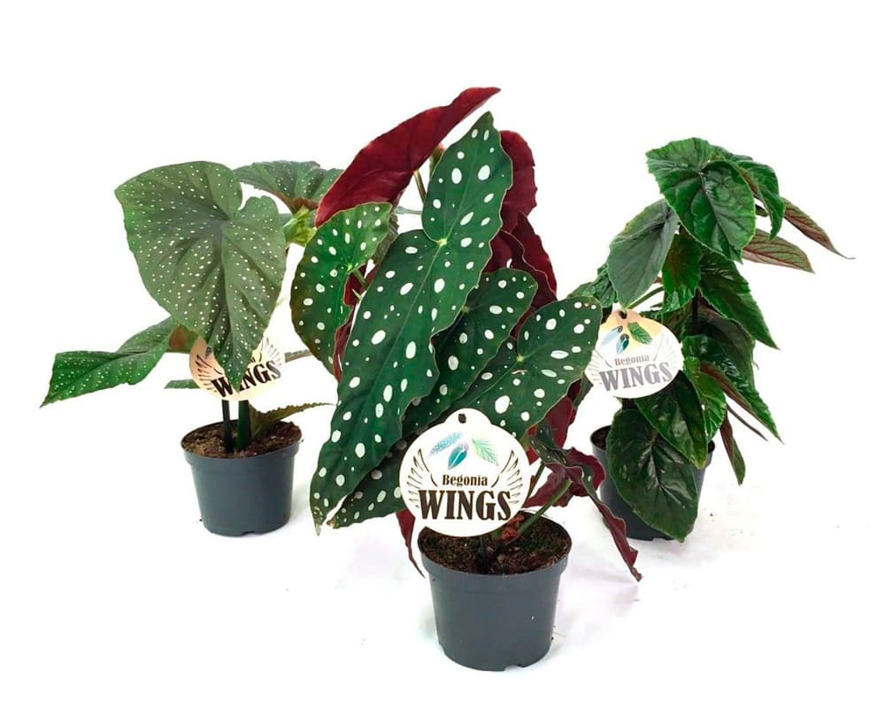 Begonia Ø12cm Pianta verde Begonia Ø12cm Pianta verde 300346000000 N. figura 1