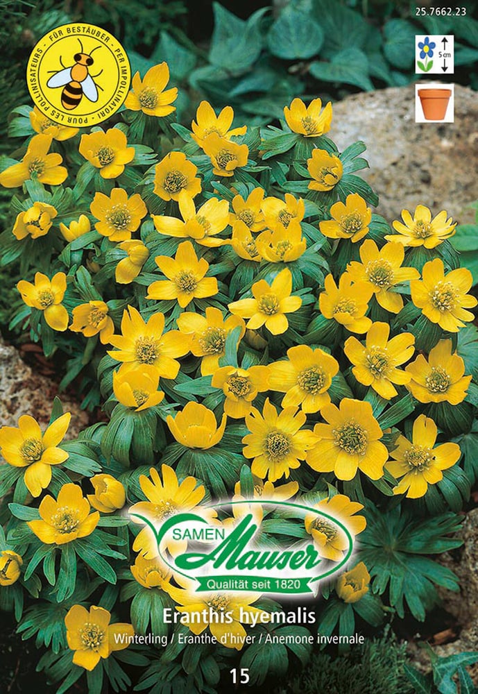 Eranthis hyemalis Winterling Blumenzwiebeln Samen Mauser 650296800000 Bild Nr. 1