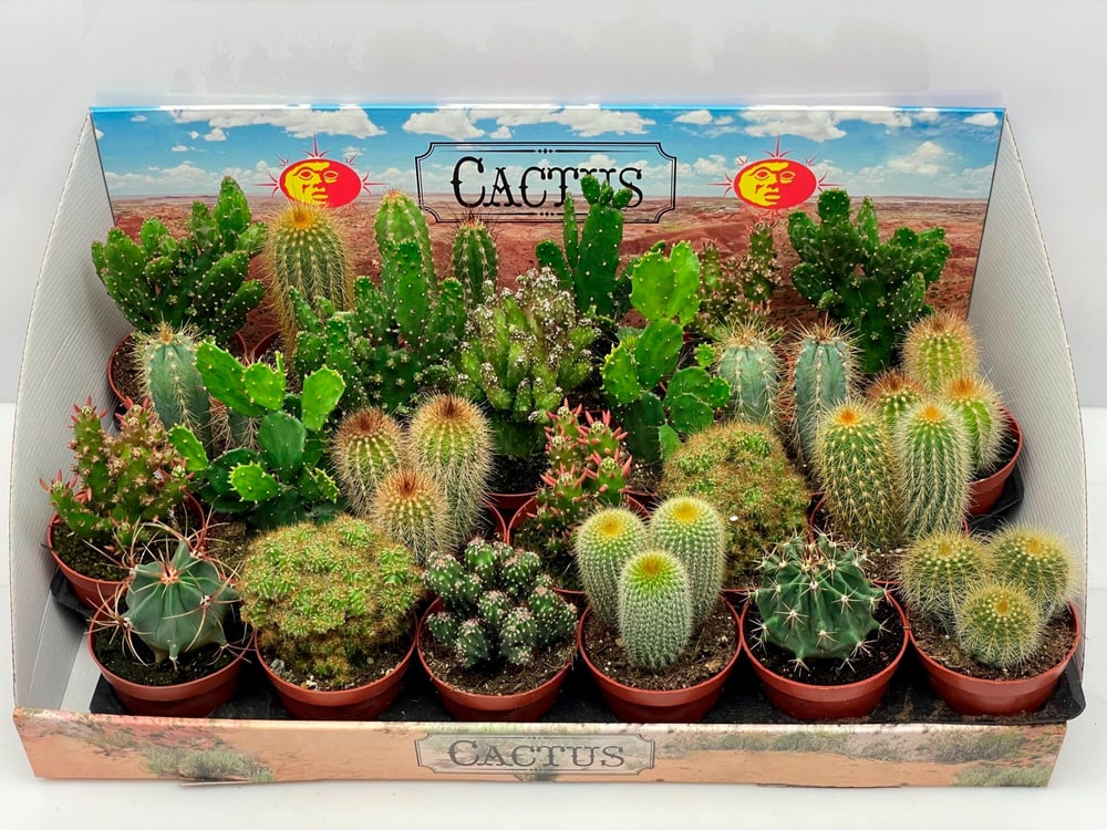 Cactus Ø9 Cactus 300197500000 N. figura 1