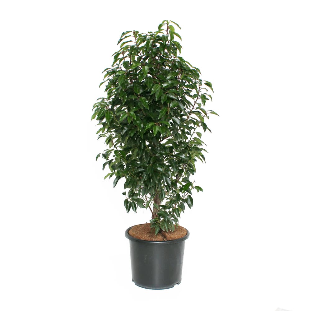 Portugiesischer Lorbeer Prunus Angustifolia 15l Heckenpflanze 650168100000 Bild Nr. 1